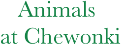    Animals 
at Chewonki