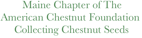           Maine Chapter of The 
  American Chestnut Foundation
       Collecting Chestnut Seeds