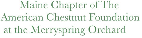          Maine Chapter of The 
  American Chestnut Foundation
   at the Merryspring Orchard