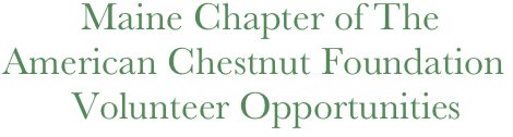           Maine Chapter of The 
  American Chestnut Foundation
         Volunteer Opportunities