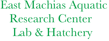 East Machias Aquatic   
   Research Center
    Lab & Hatchery