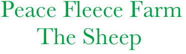  Peace Fleece Farm
       The Sheep