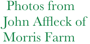     Photos from
   John Affleck of
   Morris Farm