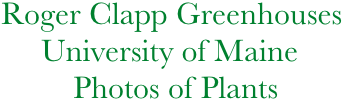       Roger Clapp Greenhouses
           University of Maine
               Photos of Plants