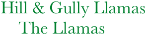         Hill & Gully Llamas
            The Llamas